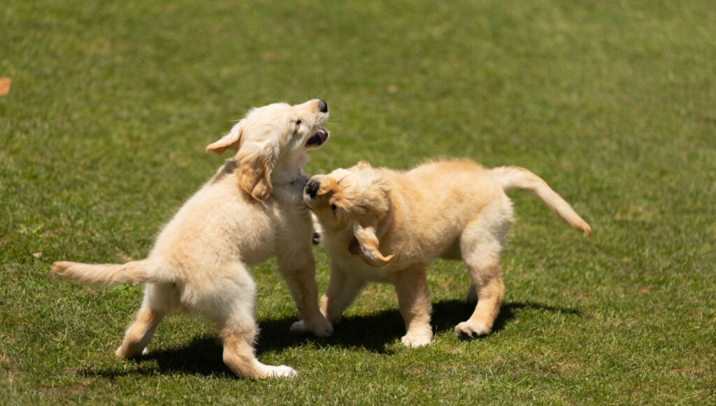 Kambala Post Senior School Welcome Archie and Daisy 2